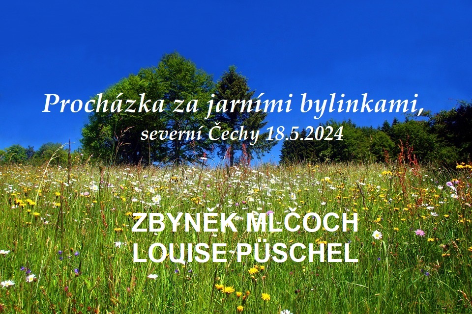 Procházka za jarními bylinkami, severní Čechy (Valkeřice) 18.5.2024