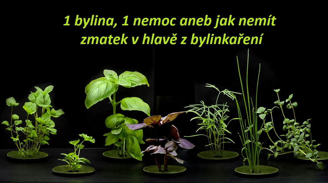 1 bylina 1 hlavní účinek aneb jak nemít zmatek v hlavě z bylin