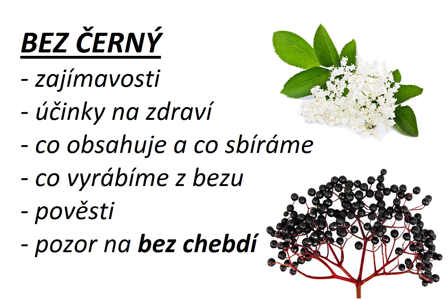 BEZ ČERNÝ - VIDEO (účinky, zajímavosti, co sbíráme a co z bezu vyrábíme)