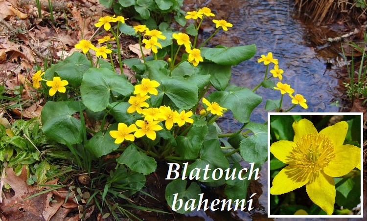Blatouch bahenní - účinky na zdraví, co léčí, použití, užívání, využití, pěstování