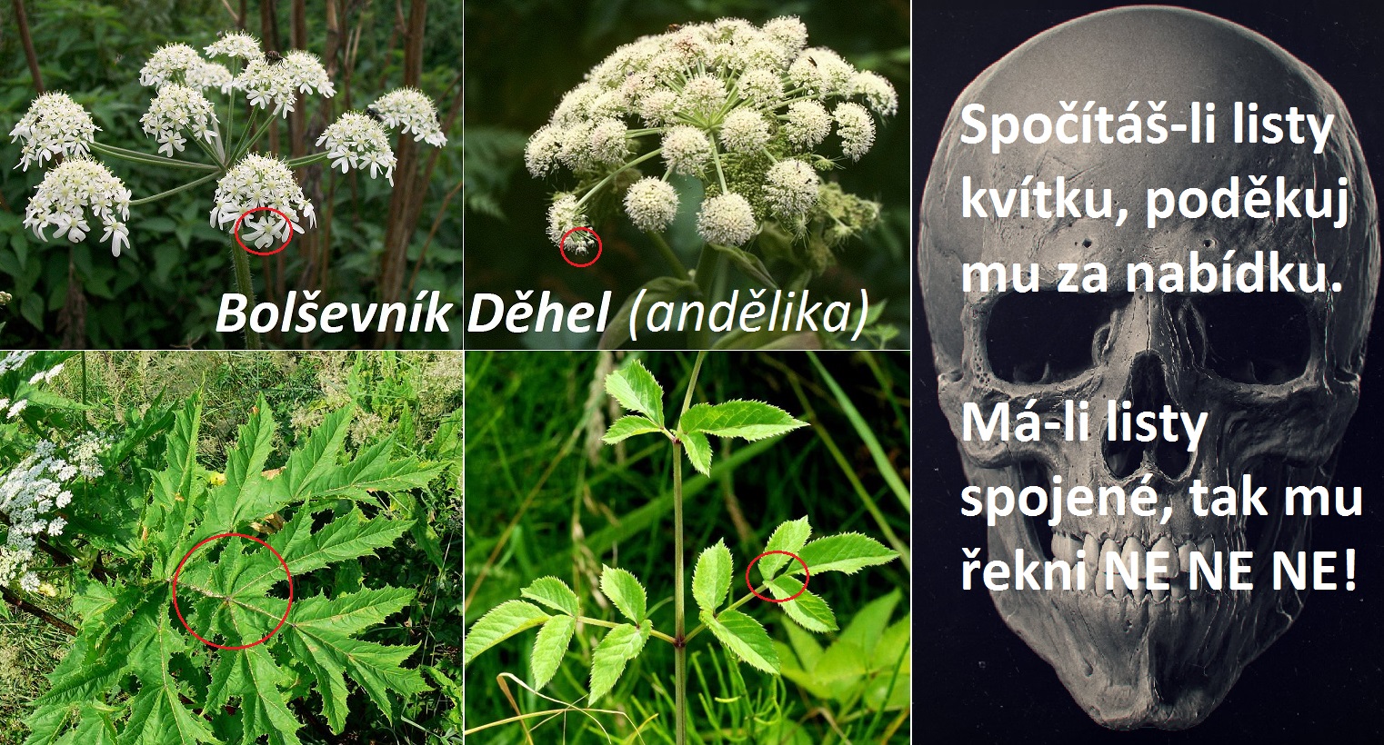 Andělika a bolševník - rozdíl, jak rozeznat od sebe?