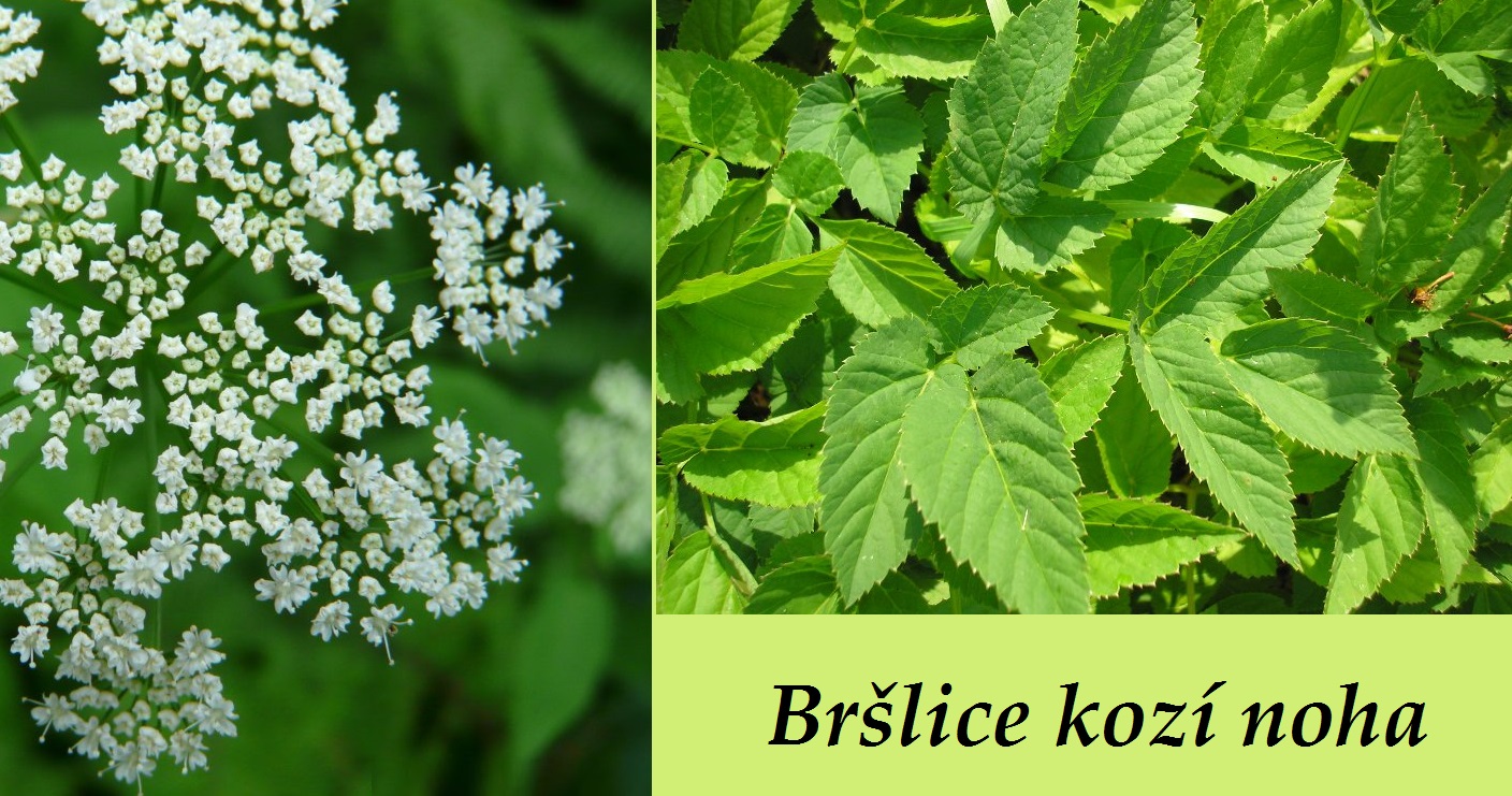 Bršlice kozí noha - účinky, co léčí, použití, užívání, využití pro zdraví