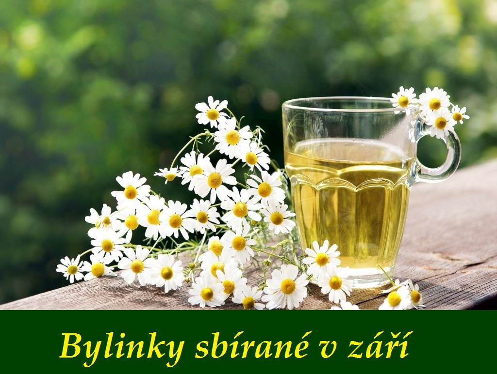Bylinky září - bylinky a rostliny sbírané v září