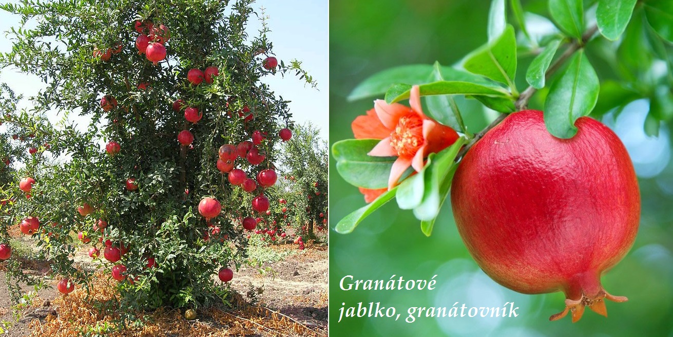 Granátové jablko, granátovník - účinky, co léčí, použití, užívání, využití pro zdraví, dávkování