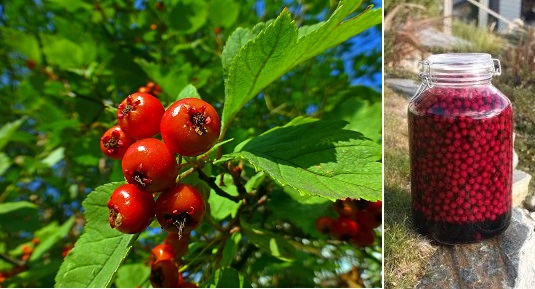Hložinkové víno na posílení srdce - recept, dávkování