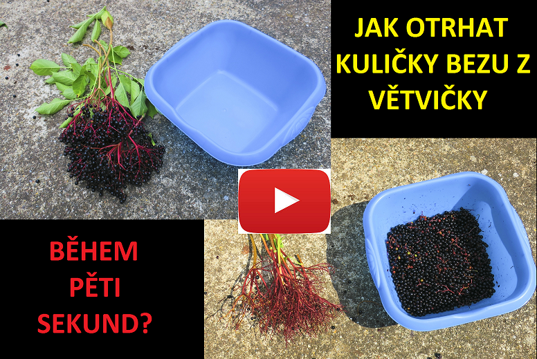 Jak odstranit kuličky bezu černého (bezinky) z větvičky během pěti sekund - VIDEO
