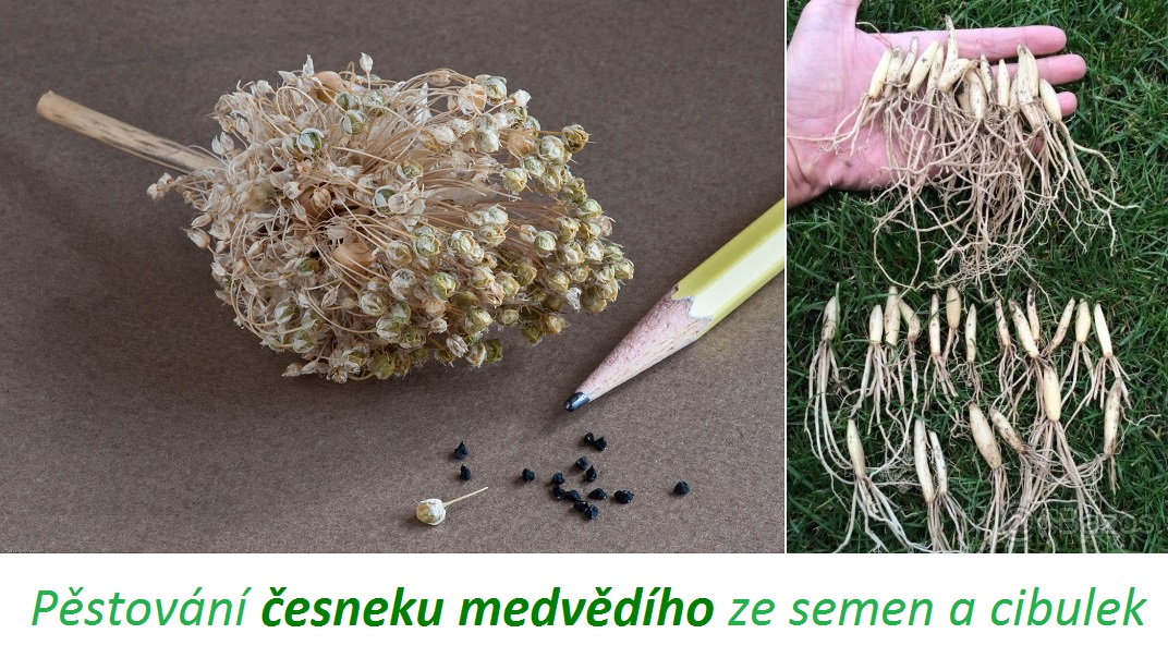 jak pestovat cesnek medvedi z cibulek nebo seminek doma na zahradce balkone postup navod co ma rad a co ne