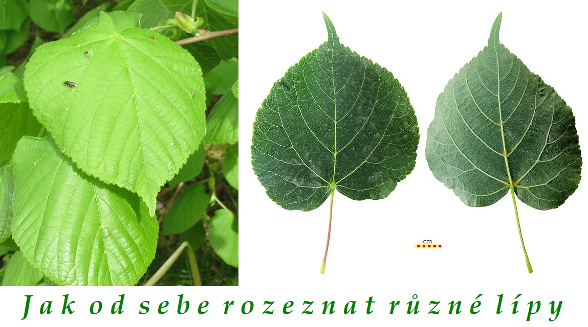 Jak rozeznat od sebe různé lípy