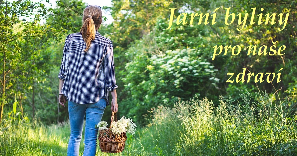 Jarní byliny pro naše zdraví - seznam léčivých rostlin sbíraných na jaře