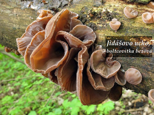 Jidášovo ucho boltcovitka bezová  účinky zdraví co léčí použití užívání využití dávkování pěstování kontraindikace