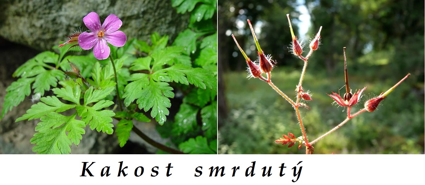 Kakost smdutý - účinky na zdraví, co léčí, použití, užívání, využití