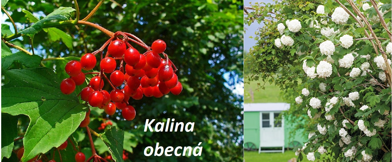 Kalina - účinky na zdraví, co léčí, použití, užívání, využití