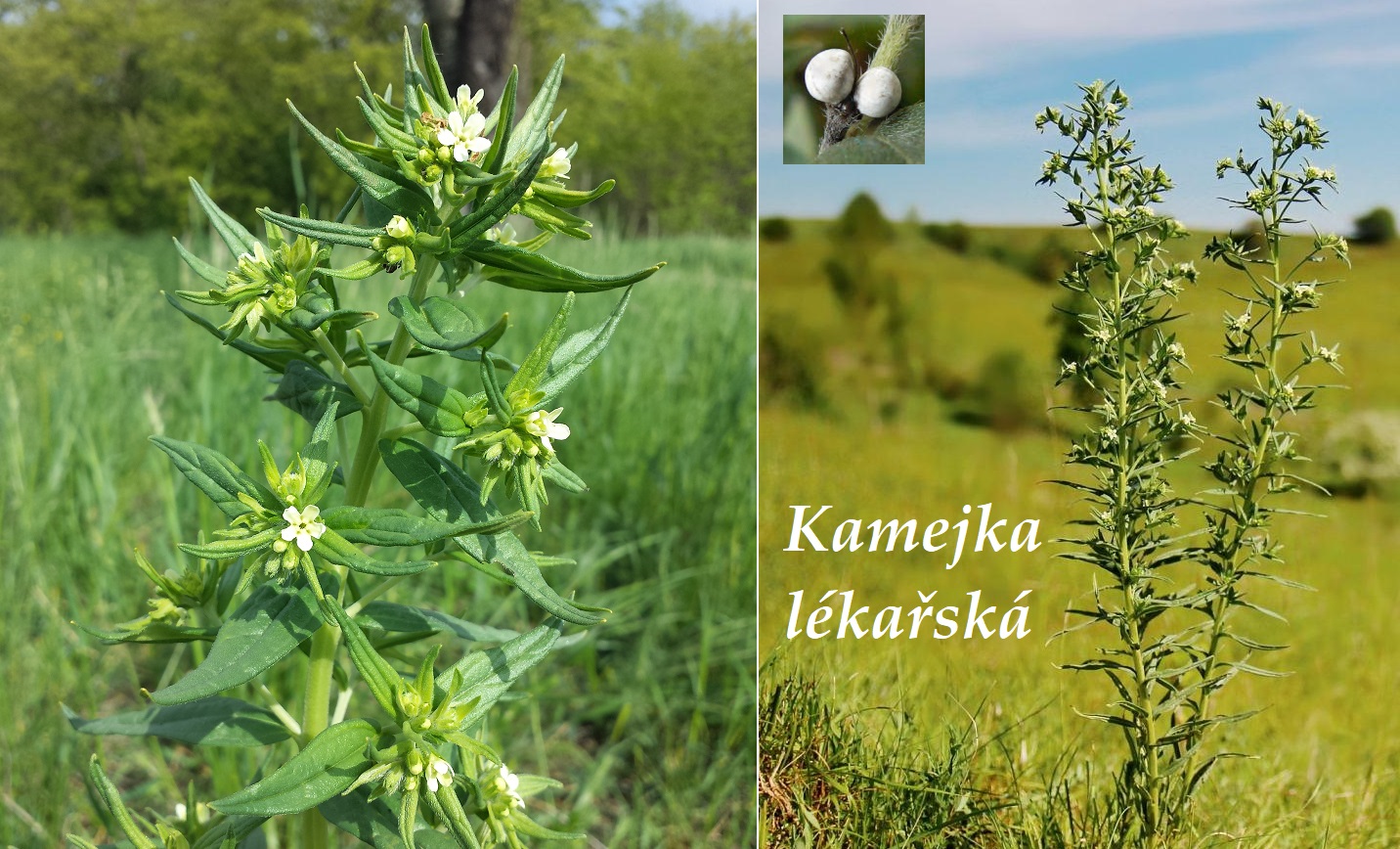 Kamejka lékařská - účinky na zdraví, co léčí, použití, užívání, využití