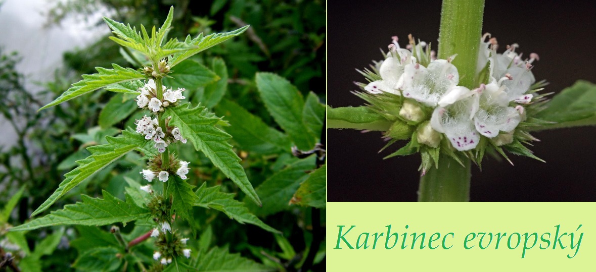 Karbinec evropský - účinky, co léčí, použití, užívání, využití pro zdraví