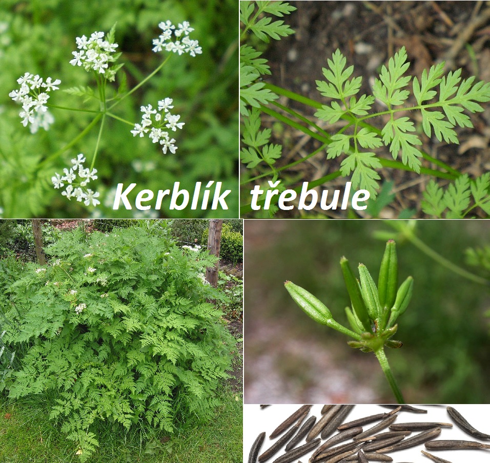 Kerblík třebule - účinky na zdraví, co léčí, použití, užívání, využití, pěstování, nežádoucí účinky