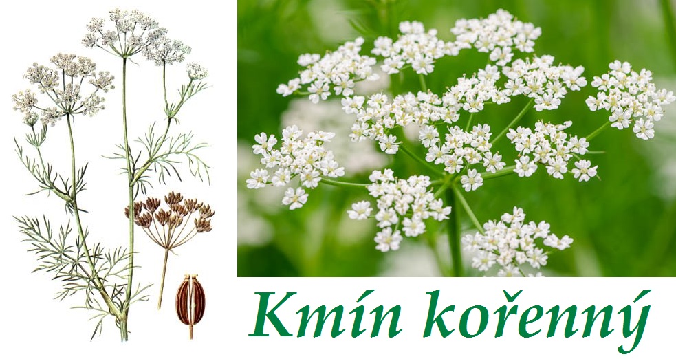 Kmín kořenný - účinky, co léčí, použití, užívání, využití pro zdraví