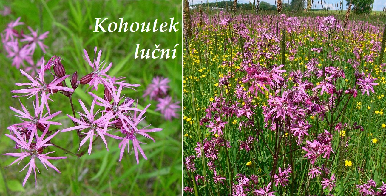 Kohoutek luční - účinky na zdraví, co léčí, použití, užívání, využití, pěstování