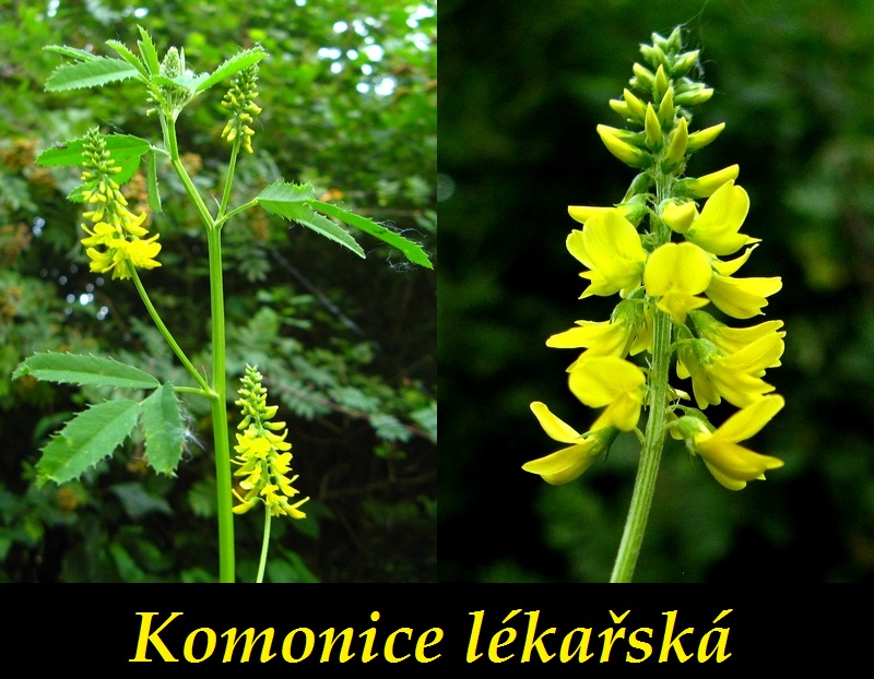 Komonice - účinky na zdraví, co léčí, použití, užívání, využití
