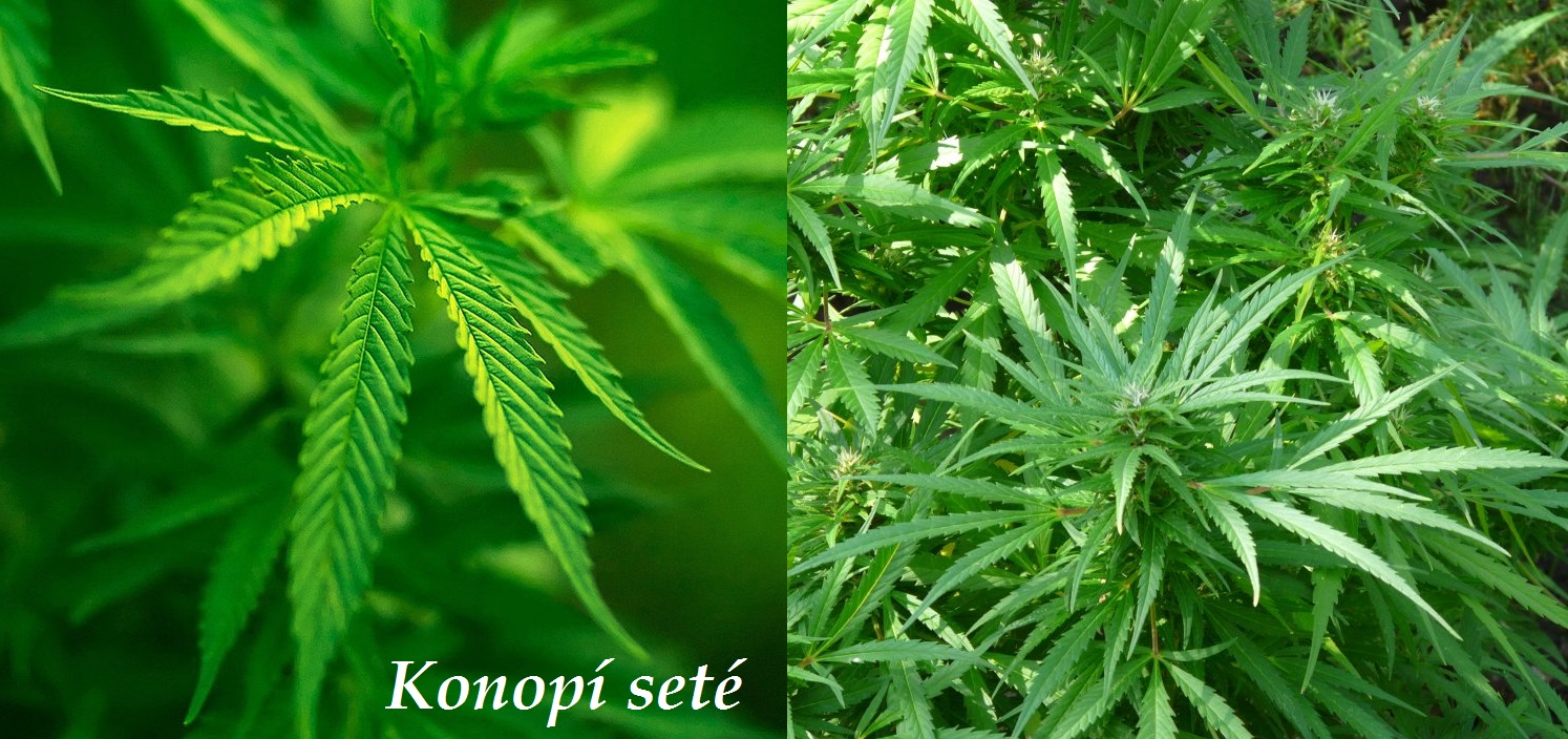 Konopí - účinky na zdraví, co léčí, použití, užívání, využití