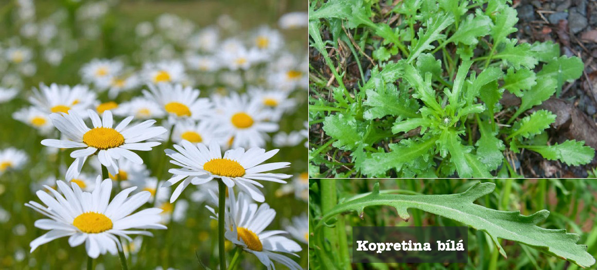 Kopretina bílá - účinky na zdraví, co léčí, použití, užívání, využití, zajímavosti