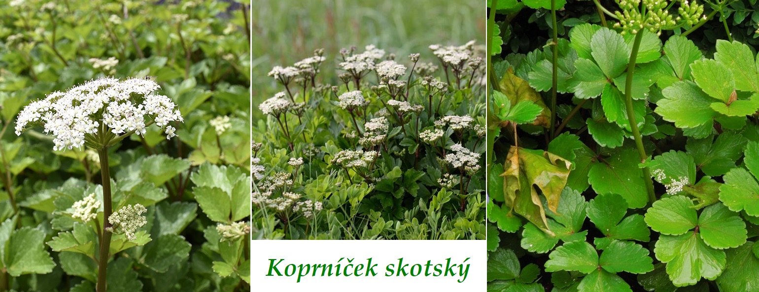 Koprníček skotský - účinky na zdraví, co léčí, použití, užívání, využití, pěstování