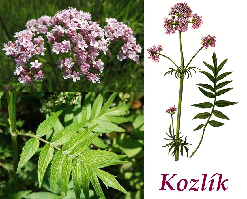 Kozlík lékařský - účinky na zdraví, co léčí, použití, užívání, využití