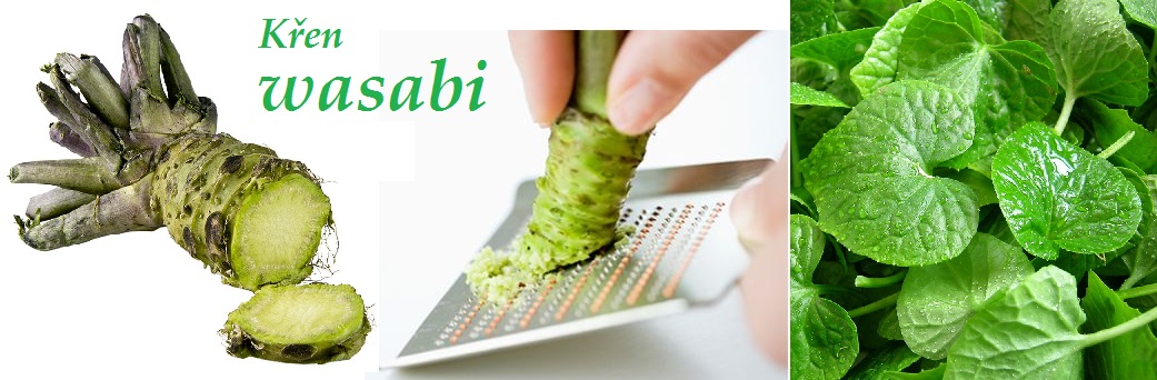 Křen wasabi účinky zdraví co léčí použití využití pěstování