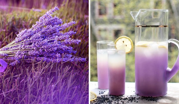 Levandulová limonáda - recept, postup, návod, příprava, suroviny, ingredience