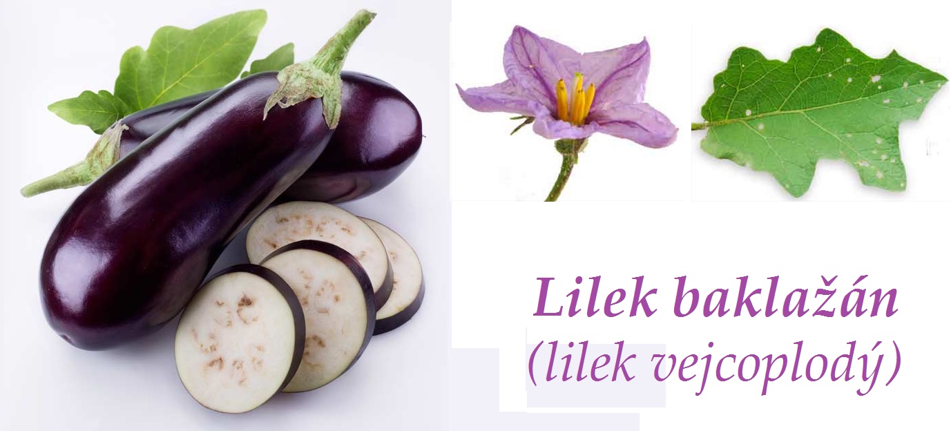 Lilek baklažán - účinky na zdraví, použití, užívání, využití, co léčí