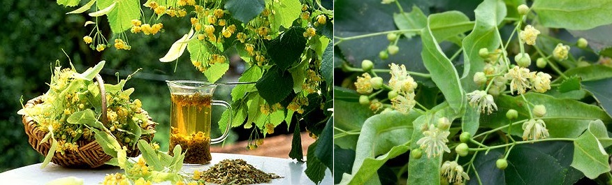 Lípa - účinky na zdraví, co léčí, použití, užívání, využití