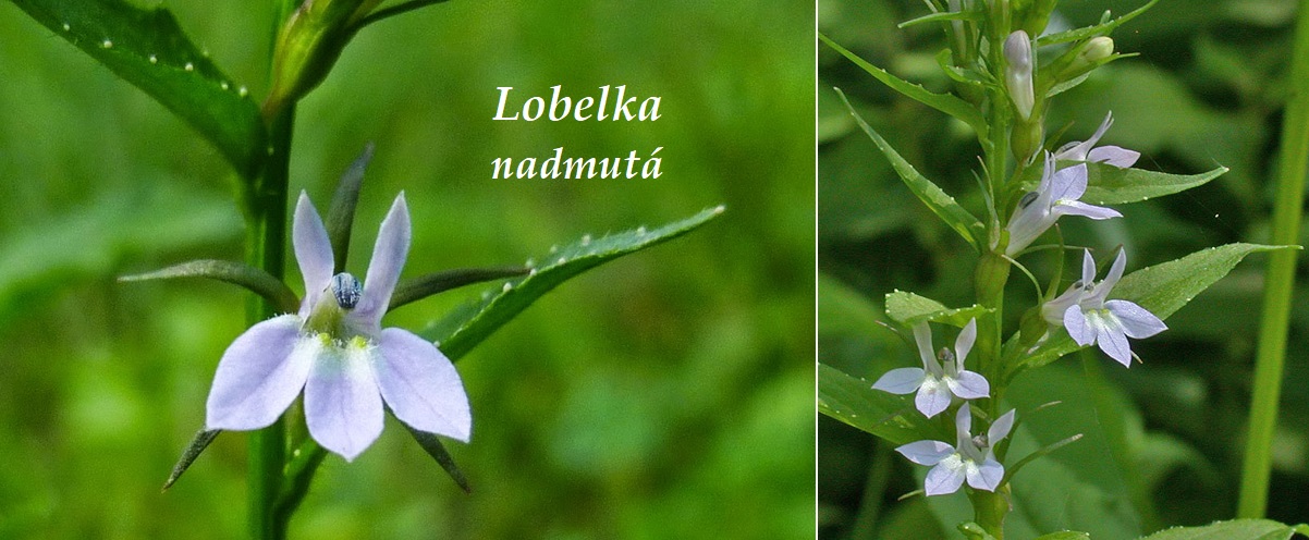 Lobelka nadmutá - účinky na zdraví, co léčí, použití, užívání, využití