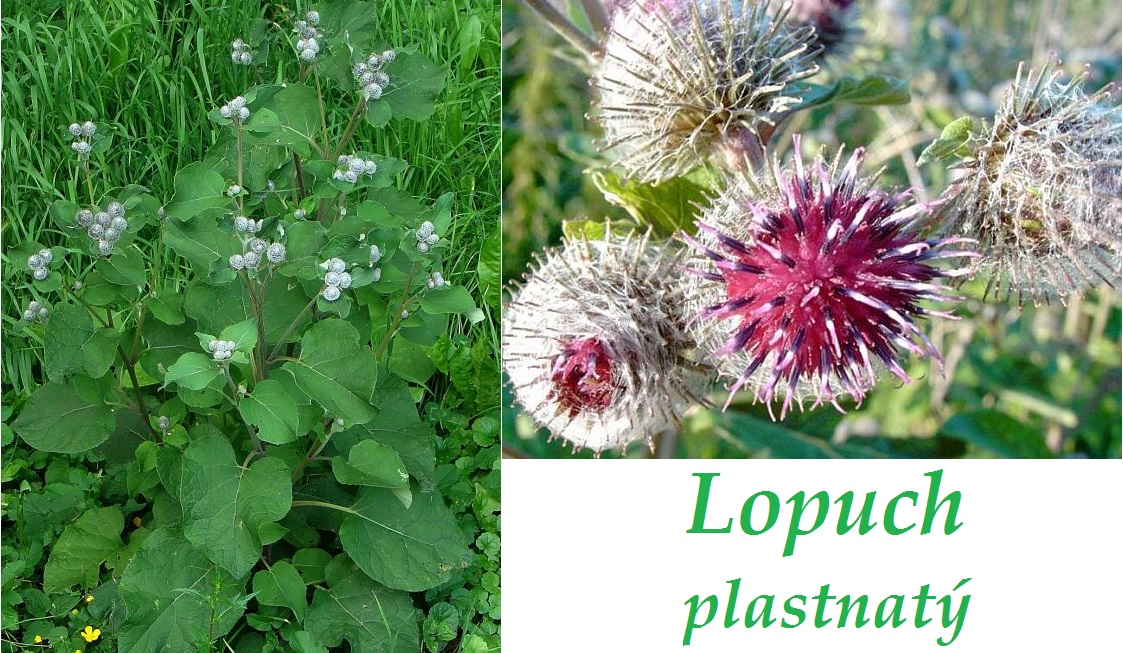 Lopuch - účinky na zdraví, co léčí, použití, užívání, využití