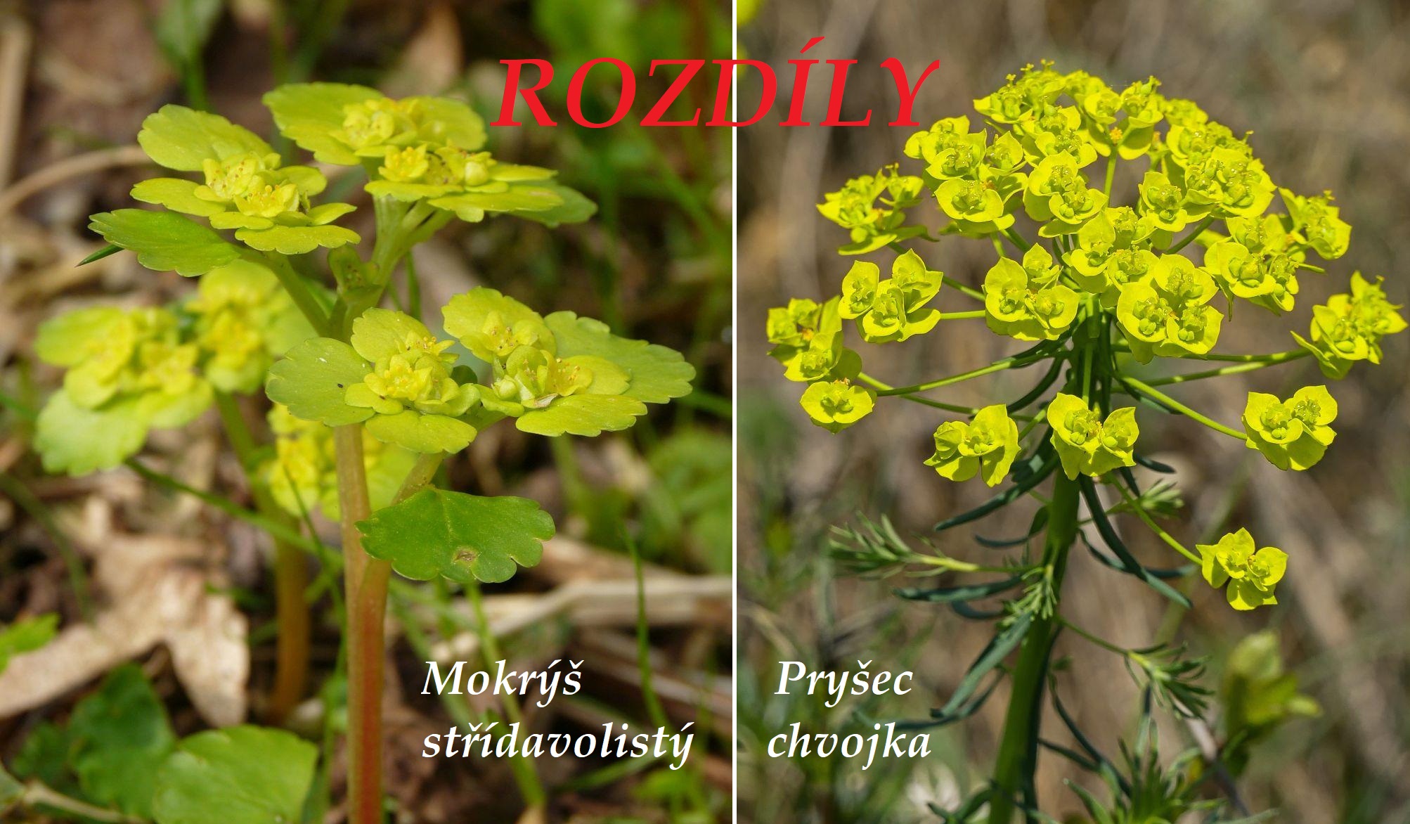 Mokrýš střídavolistý a pryšec chvojka - rozdíly