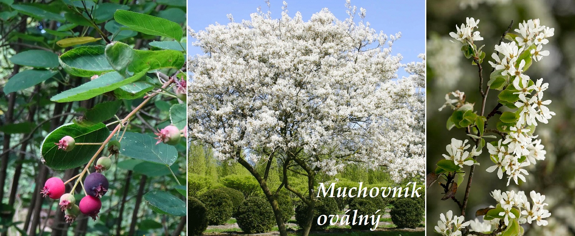 Muchovník oválný - účinky na zdraví, co léčí, použití, užívání, využití