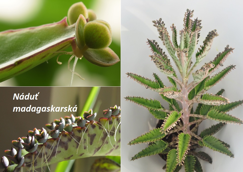 Naduť madagaskarská - účinky na zdraví, co léčí, použití, užívání, využití, pěstování