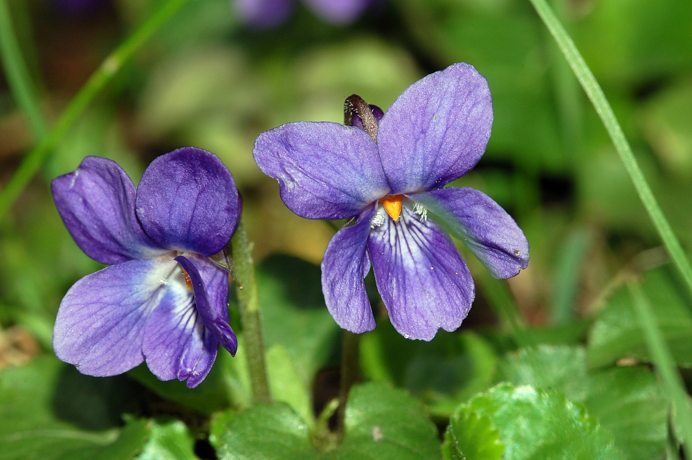 Není fialka jako fialka aneb která je ta pravá violka vonná?