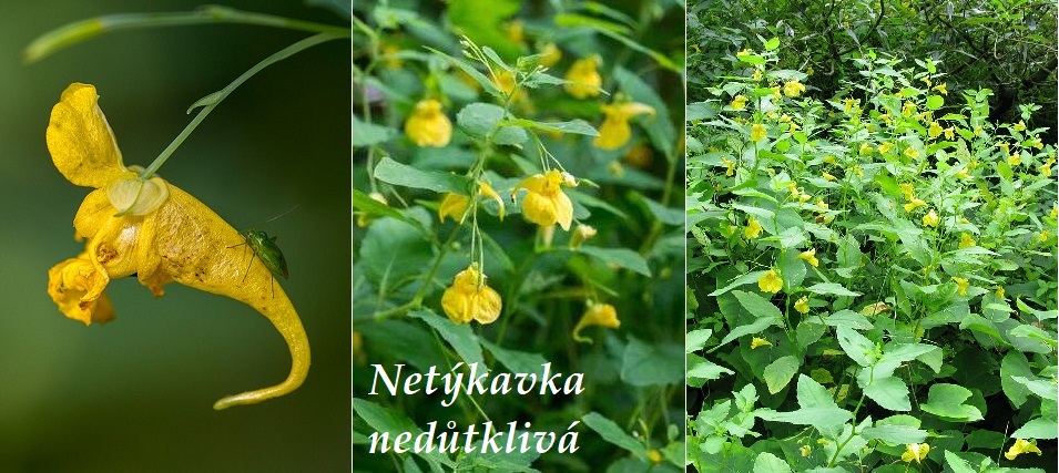 Netýkavka nedůtklivá - účinky na zdraví, co léčí, použití, užívání, využití, pěstování