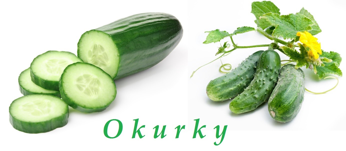 okurka okurky ucinky na zdravi co leci pouziti uzivani vyuziti pestovani skudci a nemoci okurek