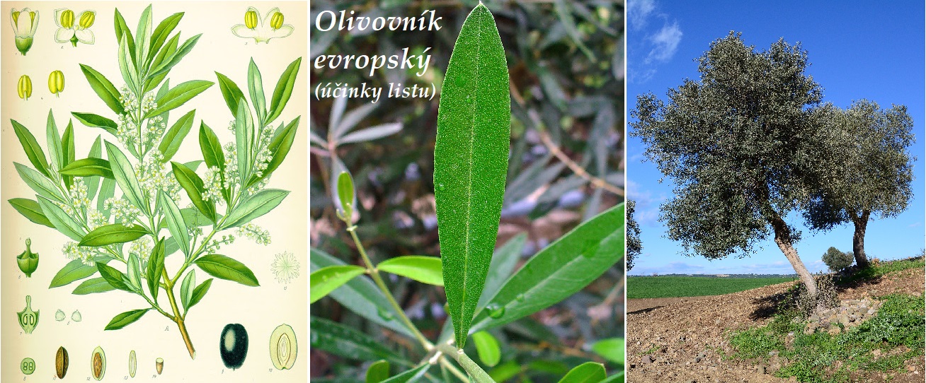 Olivovník list - účinky na zdraví, co léčí, použití, užívání, využití, pěstování