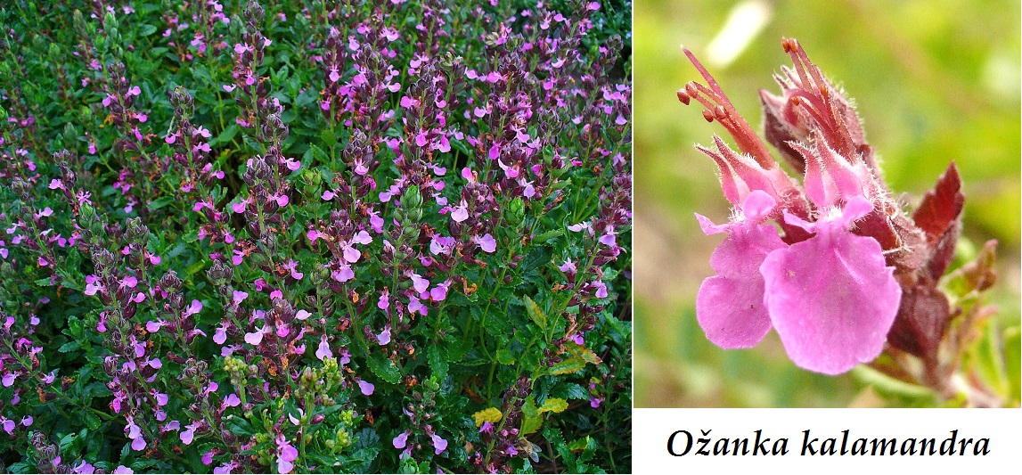 ozanka-ucinky-na-zdravi-co-leci-pouziti-uzivani-vyuziti