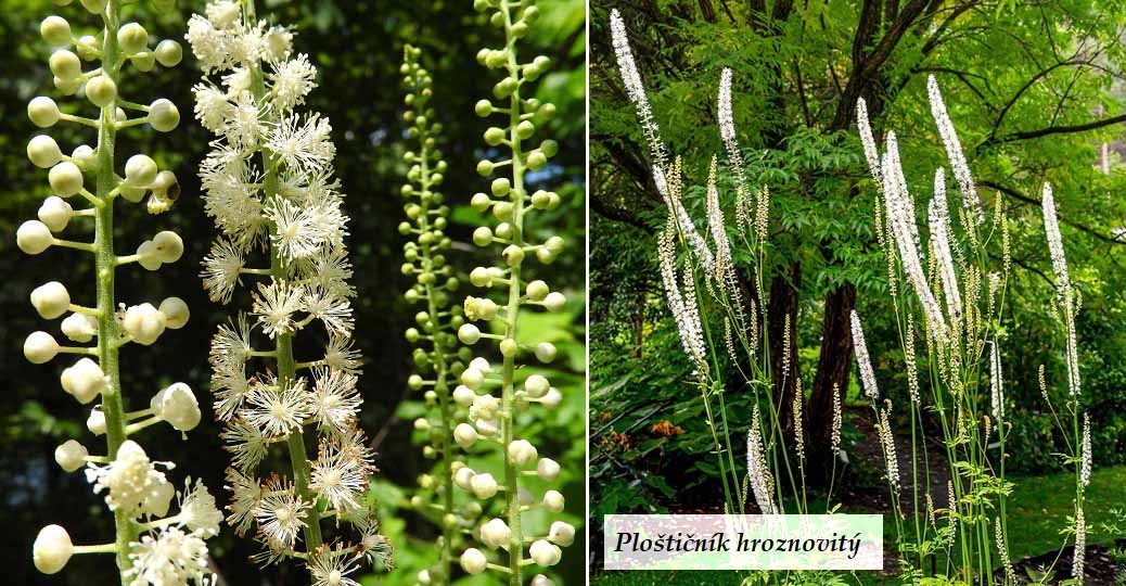 Ploštičník hroznovitý hroznatý účiny na zdraví co léčí použití využití dávkování obrázek fotografie pěstování