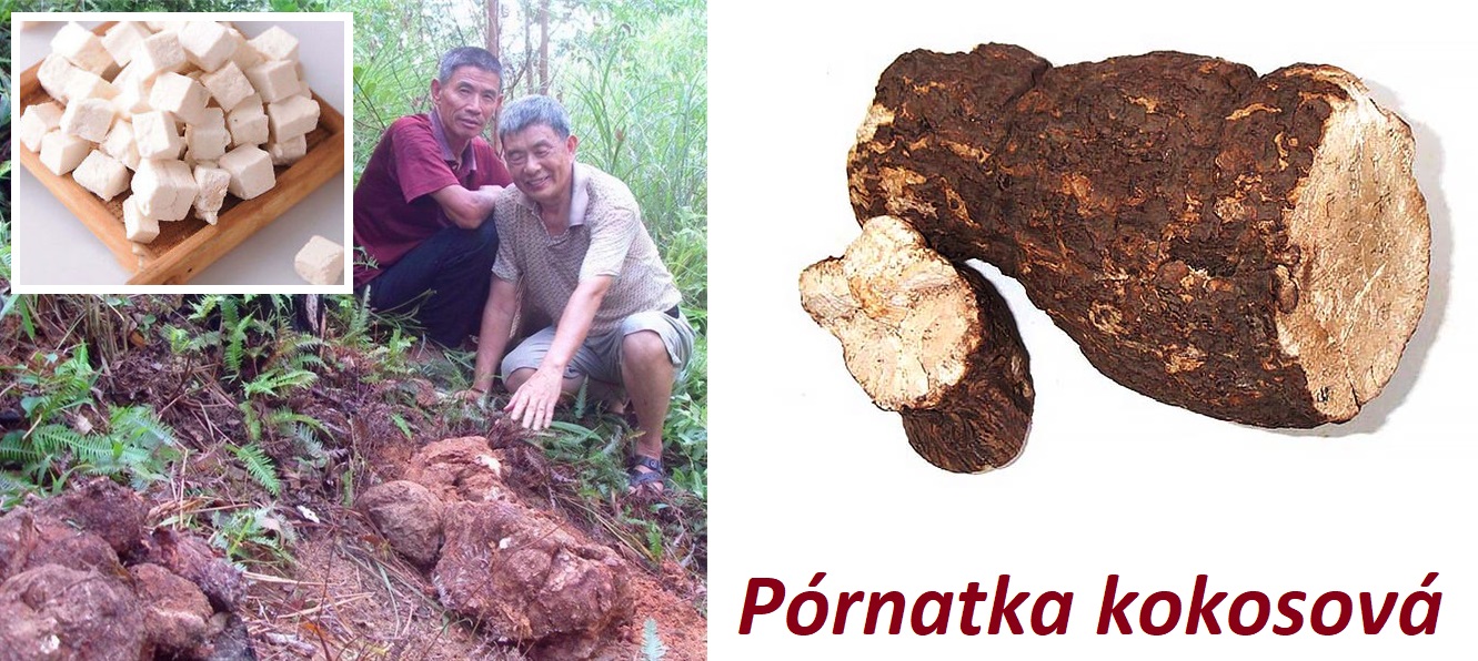 Pornatka kokosová - účinky na zdraví, co léčí, použití, užívání, využití, pěstování