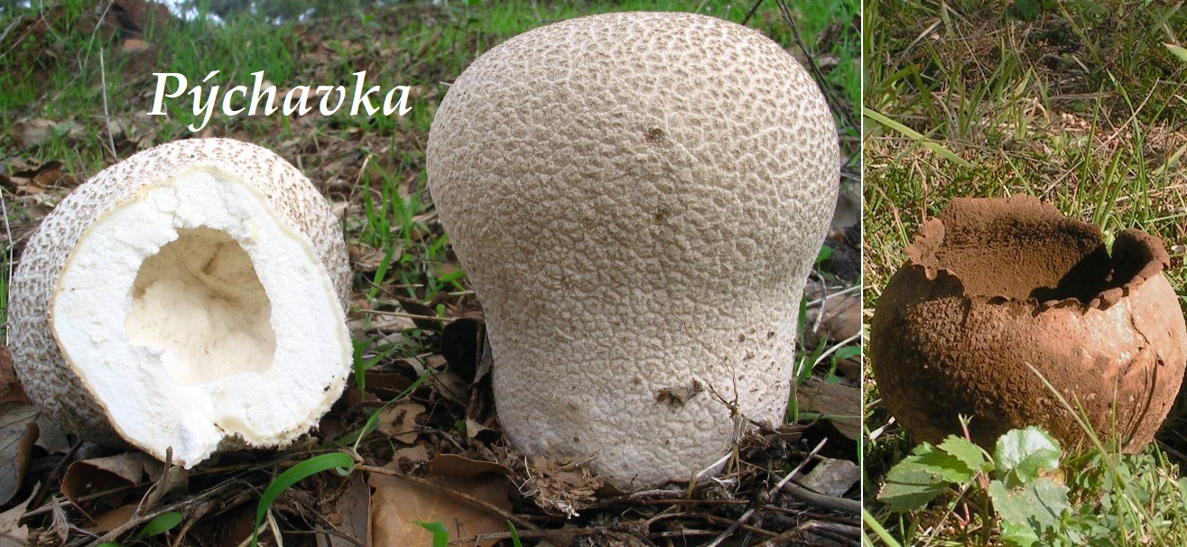 Pýchavka dlabaná - účinky na zdraví, co léčí, použití, užívání, využití, zpracování, recepty na vaření