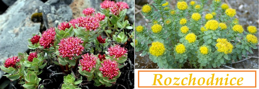 Rozchodnice růžová - účinky na zdraví, použití, užívání, využití, co léčí