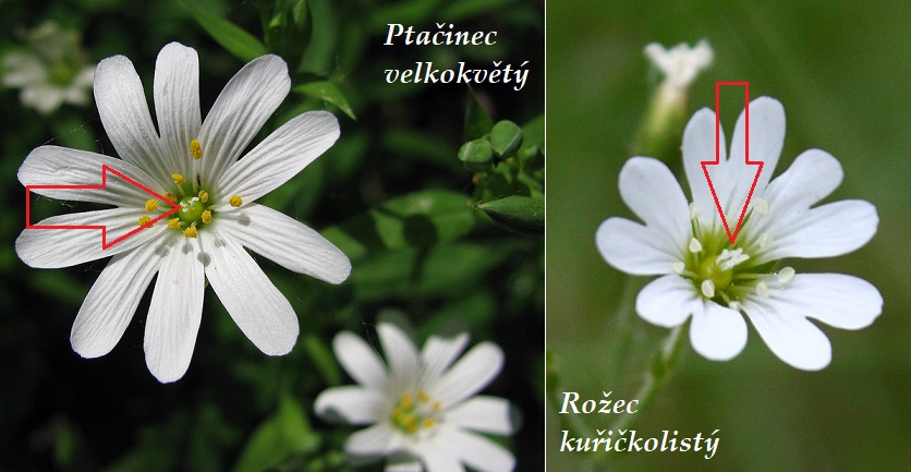 Rozdíl rožec a ptačinec - jak rozpoznat?