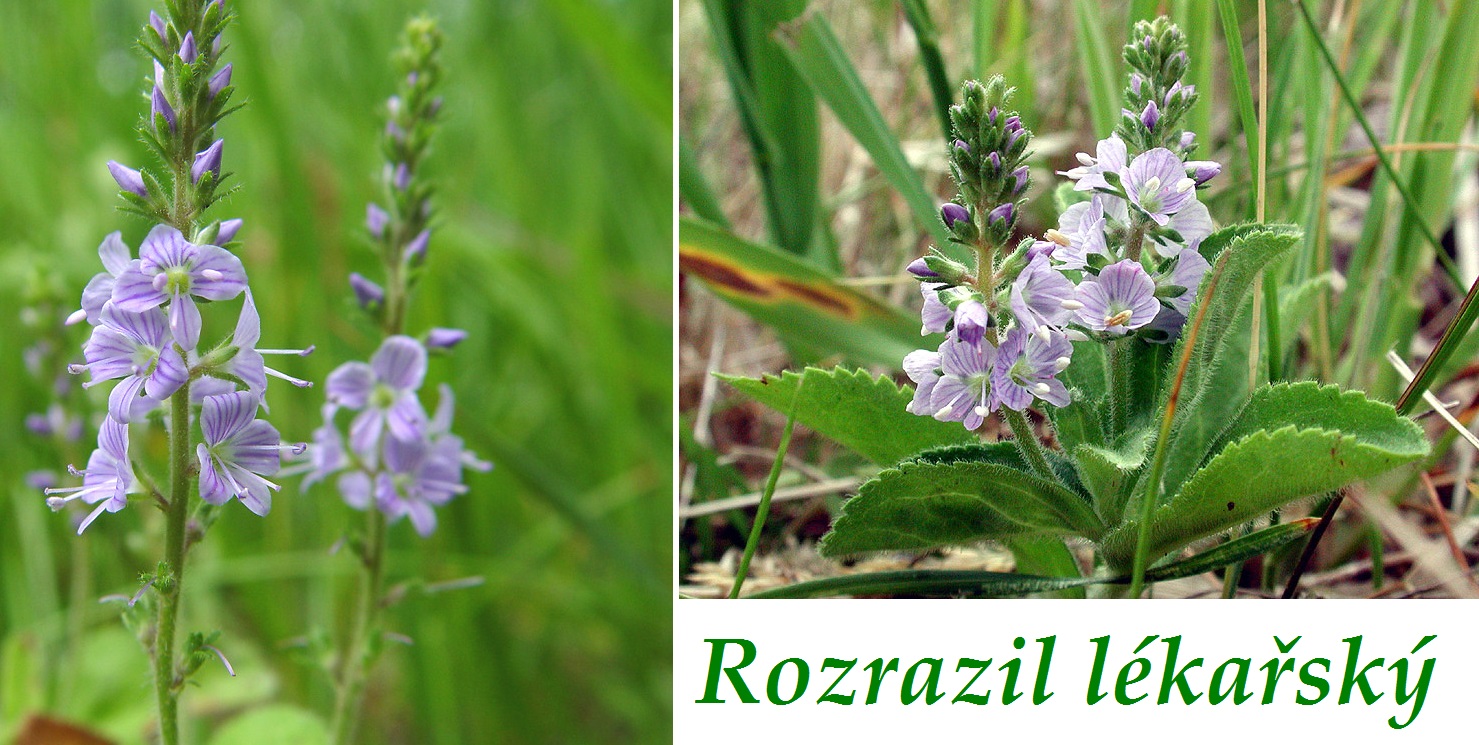Rozrazil lékařský - účinky na zdraví, co léčí, použití, užívání, využití