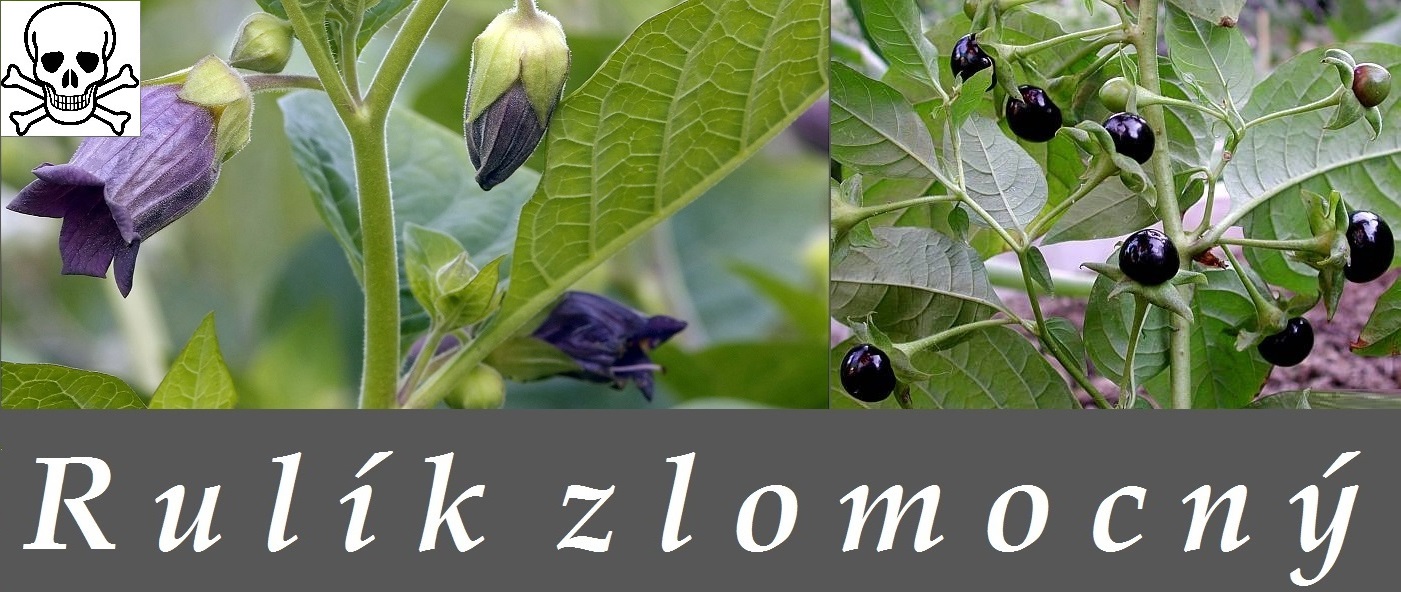 Rulík zlomocný - účinky na organismus, pověsti