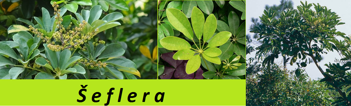 Šeflera - účinky na zdraví, co léčí, použití, užívání, využití
