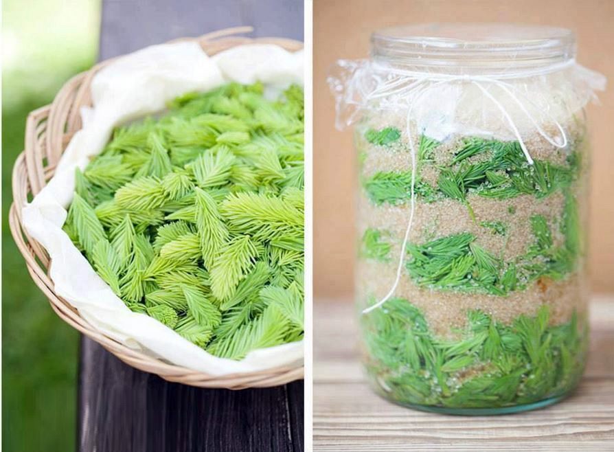 Sirup ze smrkových výhonků, pupenů, smrkový sirup - recept, postup, návod, příprava, suroviny