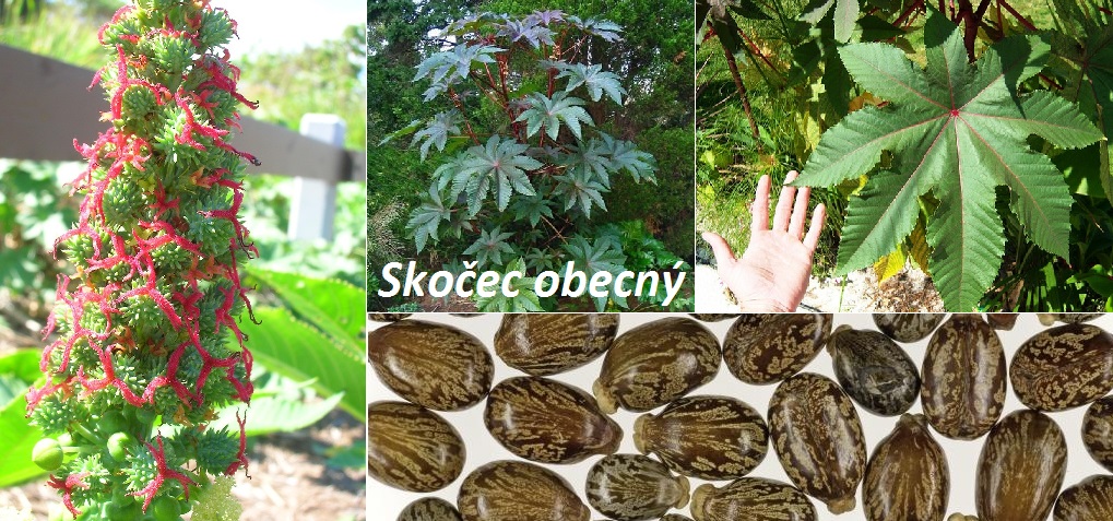 Skočec a ricinový olej - účinky na zdraví, co léčí, použití, užívání, využití, pěstování